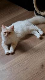 Lieve zachtaardige Ragdoll, Kater, 0 tot 2 jaar