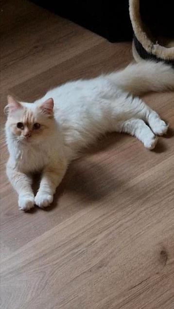 Lieve zachtaardige Ragdoll  beschikbaar voor biedingen