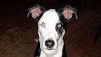Lieve hond zoekt nieuwe baas., Dieren en Toebehoren, Honden | Niet-rashonden, 6 jaar of ouder, Reu, Eén hond, Middel
