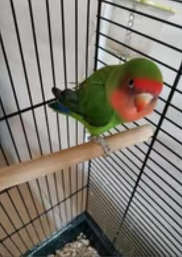 Agapornis man beschikbaar voor biedingen