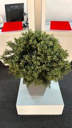 Buxus kunst in pot 2 stuks, Ophalen, Gebruikt