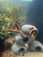 mooie Aquarium Vissen, Vis