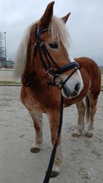 Lieve leuke haflinger merrie !!, 7 tot 10 jaar, Recreatiepony, Merrie, Gechipt