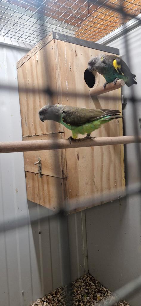 Meijer papegaai koppel, Dieren en Toebehoren, Vogels | Parkieten en Papegaaien, Papegaai, Meerdere dieren, Geringd