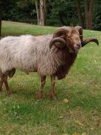 Drents heideschaap, ram, Dieren en Toebehoren, Mannelijk, Schaap