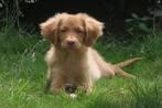 Raszuivere Nova Scotia Duck Toller Retriever pup reutje, Nederland, CDV (hondenziekte), 8 tot 15 weken, Meerdere
