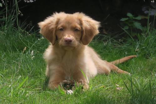 Raszuivere Nova Scotia Duck Toller Retriever pup reutje, Dieren en Toebehoren, Honden | Retrievers, Spaniëls en Waterhonden, Reu