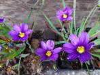 Sisyrinchium angustifolium (Bieslelie of Blauwogengras), Vaste plant, Lente, Overige soorten, Ophalen