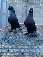 Taklas koppel, Dieren en Toebehoren, Meerdere dieren, Overige soorten