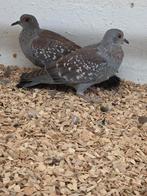 Vele tropische duiven en vogels, Dieren en Toebehoren, Meerdere dieren, Overige soorten