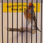 Putter x kanarie bastaard Goede zanger, Mannelijk, Wildzangvogel, Geringd