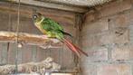 Pyrrhura ruilen ivm bloedverversing, pineapple en wildkleur, Dieren en Toebehoren, Vogels | Parkieten en Papegaaien, Meerdere dieren