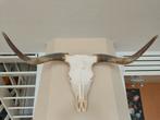 Schedel Schotse hooglander 102cm breed, Ophalen, Zo goed als nieuw