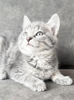 Bijzonder mooie ragdoll x europese korthaar kittens, Dieren en Toebehoren, Meerdere dieren, 0 tot 2 jaar