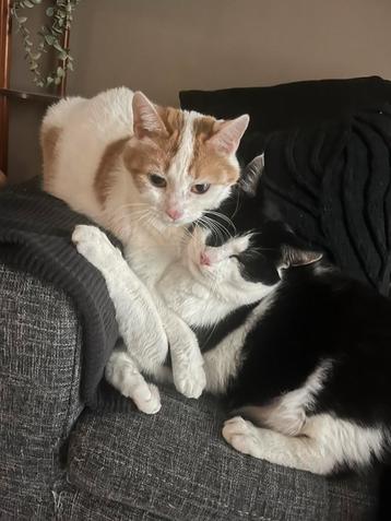Twee katten zoeken een nieuw thuis (broer en zus) beschikbaar voor biedingen