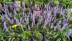 Liriope moneymaker vol bloem en knop elke 11e Gratis, Tuin en Terras, Planten | Tuinplanten, Ophalen, Zomer, Overige soorten, Volle zon