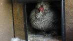 zijdenhoen USA, Dieren en Toebehoren, Pluimvee, Mannelijk, Kip