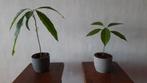Avocado plant, Huis en Inrichting, Kamerplanten, Ophalen of Verzenden, Overige soorten, Minder dan 100 cm