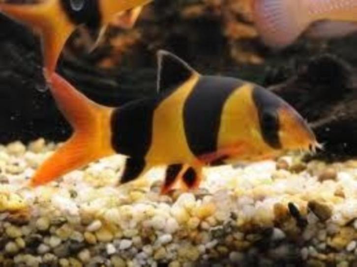 Diverse soorten botia's, Dieren en Toebehoren, Vissen | Aquariumvissen, Zoetwatervis, Vis, Schoolvis