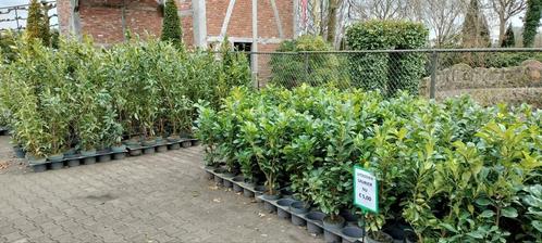 diverse soorten laurier rechtstreeks van de kwekerij, Tuin en Terras, Planten | Struiken en Hagen, Laurier, Ophalen