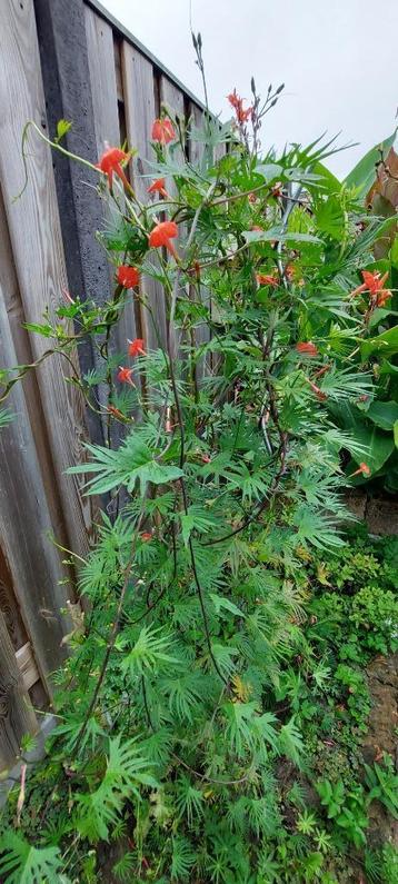 Kardinaalswinde rood beschikbaar voor biedingen