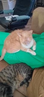 2 Geholpen Katers zoeken met Spoed een ander huis, Dieren en Toebehoren, Kater, Kortharig, 6 jaar of ouder