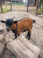 2 mooie dwerggeit bokjes te koop, Dieren en Toebehoren, Schapen, Geiten en Varkens, Mannelijk, Geit, 0 tot 2 jaar