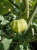 Physalis peruviana - Ananaskers, Incabes zaden, Ophalen of Verzenden, Voorjaar, Volle zon, Zaad