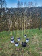 Hibiscus, Tuin en Terras, Ophalen, Overige soorten, Struik, 100 tot 250 cm