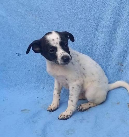 Rosy pup, Dieren en Toebehoren, Honden | Niet-rashonden, Klein, Teef, Particulier, Meerdere, Buitenland, 8 tot 15 weken, CDV (hondenziekte)