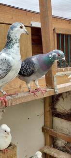 Postduiven, Dieren en Toebehoren, Meerdere dieren, Postduif