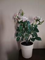 Kustplant - rose roosjes, Ophalen of Verzenden, Zo goed als nieuw