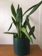 Vintage groene bloempot met Sanseveria plant, Huis en Inrichting, Kamerplanten, Overige soorten, In pot, Minder dan 100 cm, Groene kamerplant