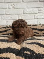 Maltipoo choco teefje laatste uit het nest, Dieren en Toebehoren, Nederland, Overige rassen, CDV (hondenziekte), 8 tot 15 weken