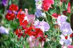 Lathyrus Odoratus Mix zaden, Verzenden, Voorjaar, Volle zon, Zaad