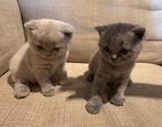 2 britse korthaar kittens, Dieren en Toebehoren, Katten en Kittens | Raskatten | Korthaar, Meerdere dieren, Ontwormd, 0 tot 2 jaar