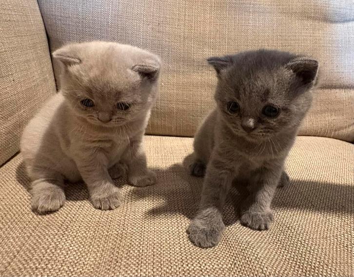 2 britse korthaar kittens, Dieren en Toebehoren, Katten en Kittens | Raskatten | Korthaar, Meerdere dieren, 0 tot 2 jaar, Ontwormd