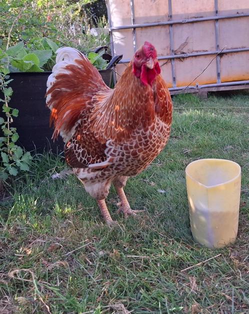 Prachtige wyandotte geel witgezoomde kriel haan, Dieren en Toebehoren, Pluimvee, Kip, Mannelijk