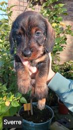 Standaard ruwhaar teckel reu met stamboom wildkleur, Dieren en Toebehoren, Honden | Teckels en Dashonden, Standaard, Reu, 8 tot 15 weken