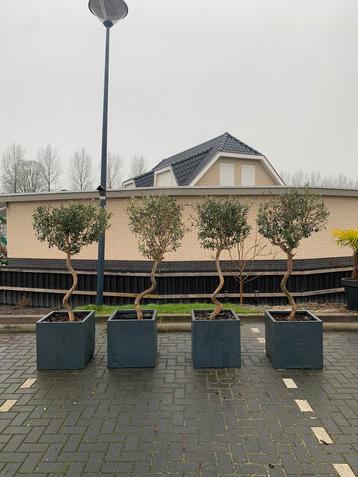 NOG TWEE Olijfbomen spiraalstam beschikbaar voor biedingen