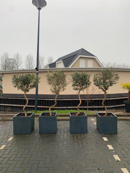 NOG TWEE Olijfbomen spiraalstam, Tuin en Terras, Bloembakken en Plantenbakken, Zo goed als nieuw, Kunststof, Tuin, 30 tot 60 cm