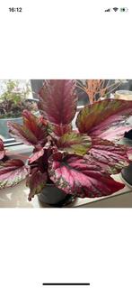 Prachtige Begonia Rex, Huis en Inrichting, Kamerplanten, Ophalen