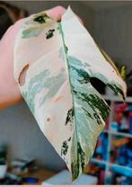 Monstera variegata stek, Huis en Inrichting, Kamerplanten, Ophalen, Halfschaduw, Minder dan 100 cm