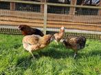 Gekleurde eieren | Araucana kippen | Passend advies, Vrouwelijk, Kip