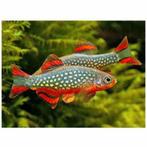 rasbora galaxy, Dieren en Toebehoren, Vis