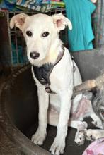 ZEER ZACHTAARDIG LIEF ZORGZAAM JONG REUTJE BENNIE, Particulier, Rabiës (hondsdolheid), 15 weken tot 1 jaar, Reu