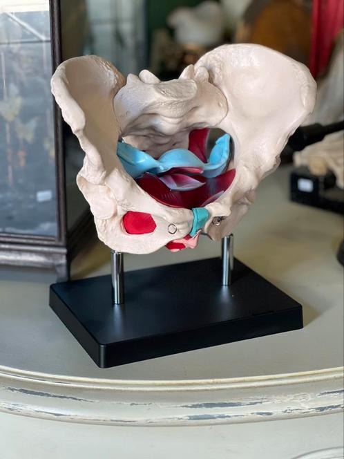 Anatomisch model, bekken vrouw, Antiek en Kunst, Curiosa en Brocante, Ophalen of Verzenden