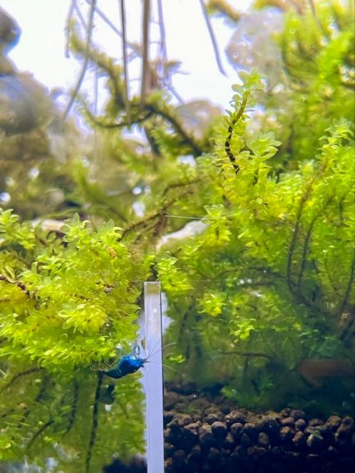 Hookeriaceae sp. Distichophyllum mos, hooker mos, aquarium, Dieren en Toebehoren, Vissen | Aquaria en Toebehoren, Zo goed als nieuw
