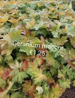 Geranium maccor, Ophalen, Bodembedekkers, Volle zon, Vaste plant