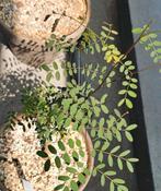 Delonix decaryi – (Zeldzame Madagaskische Flessenboom), Ophalen of Verzenden, Overige soorten, Minder dan 100 cm